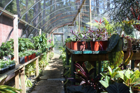 emerald coast nursery greenhouse