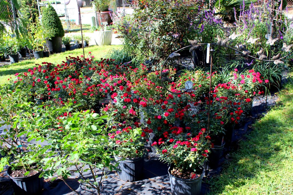 emerald coast nursery plant nursery in niceville fl